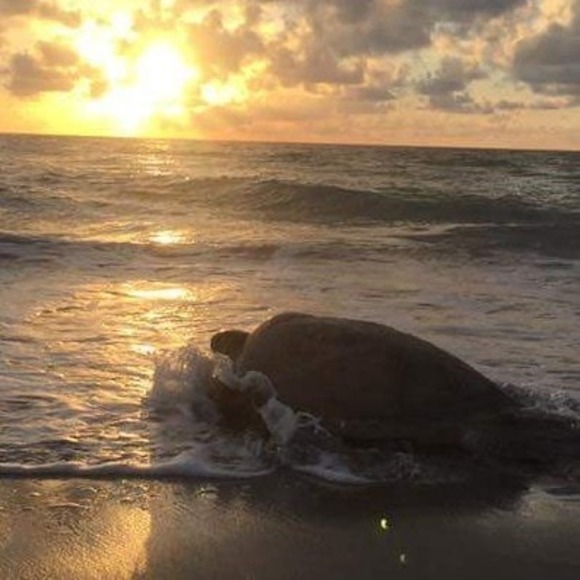 Meet your Posher, Mary - Picture 1 of 1